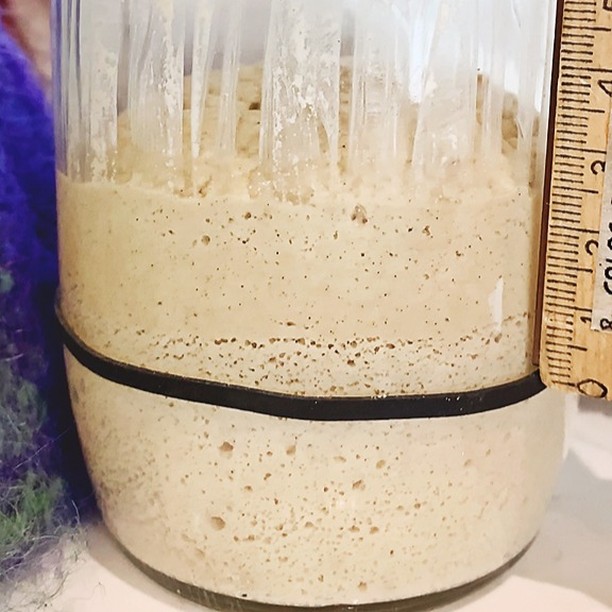 ⭐️ How's your sourdough starter looking on Day 3?

This is a picture of my sorghum starter the afternoon of Day 3 in our journey to make a gluten free sourdough starter from scratch!

Link to full video guide in my bio or 👇🏻

https://turmericmecrazy.com/how-to-make-a-gluten-free-sourdough-starter

In this series I hope to impart the knowledge necessary to give you all the tools you’ll ever need to make incredible sourdough intuitively! Whether your gluten-free or not! I’ll have DAILY follow-along videos & 1 minute quickie videos with all the details!

Each day during this series I will share with you my knowledge and experience with creating and maintaining both gluten-free and regular sourdough starters. Then we’ll create a leaven & bake some sourdough! I hope to help you gain the knowledge and understanding to make your sourdough making process easy and fun!