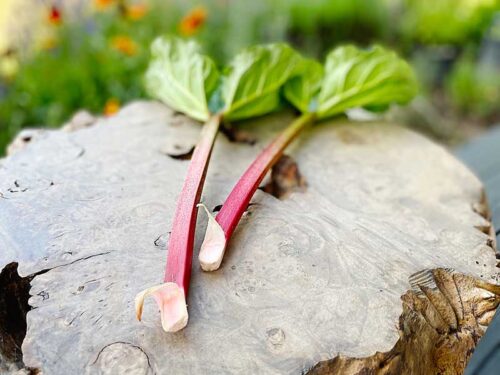 The quick Ultimate Rhubarb Guide will teach you all you need to know about growing, harvesting, and using Rhubarb, a lovely perennial that's easy to grow and fantastically hardy! Rhubarb recipes, how to grow rhubarb, harvesting rhubarb, using rhubarb, cooking rhubarb