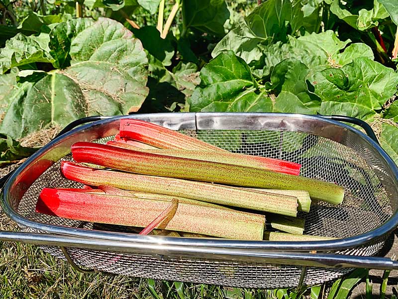 The quick Ultimate Rhubarb Guide will teach you all you need to know about growing, harvesting, and using Rhubarb, a lovely perennial that's easy to grow and fantastically hardy! Rhubarb recipes, how to grow rhubarb, harvesting rhubarb, using rhubarb, cooking rhubarb