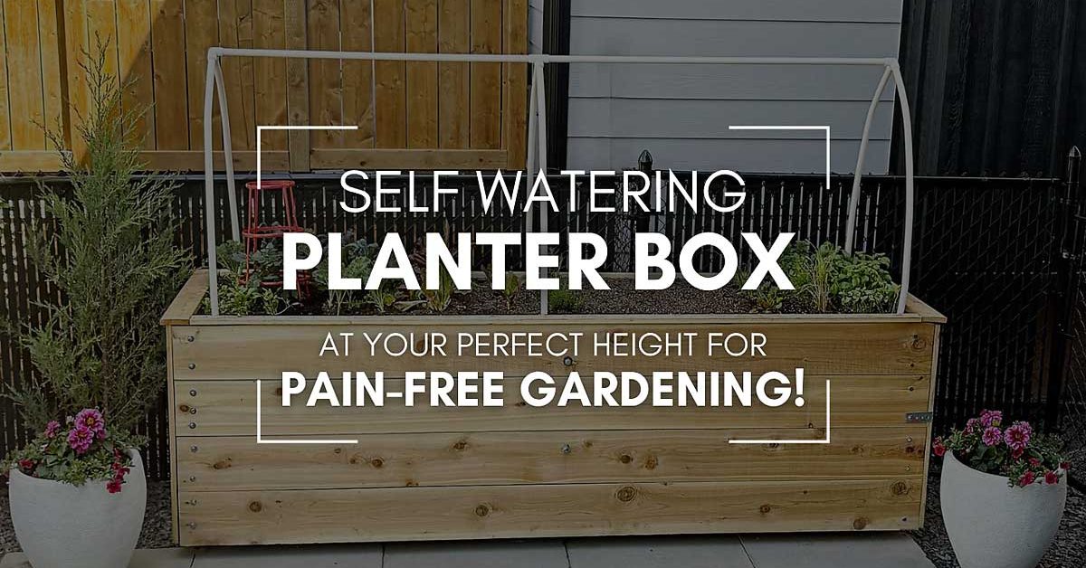 Looking to grow healthy veggies, herbs, or flowers without constant watering or bending over? This DIY self-watering raised planter is the perfect solution! #DIYGarden #SelfWateringPlanter #RaisedBedGarden #GardeningTips #BackyardDIY #raisedbedgardening