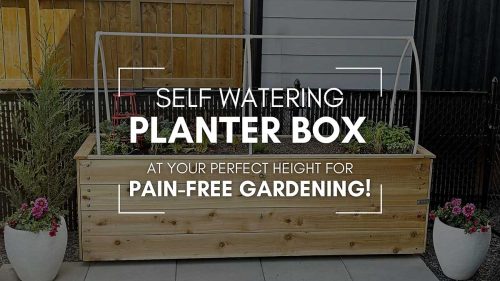 Looking to grow healthy veggies, herbs, or flowers without constant watering or bending over? This DIY self-watering raised planter is the perfect solution! #DIYGarden #SelfWateringPlanter #RaisedBedGarden #GardeningTips #BackyardDIY #raisedbedgardening
