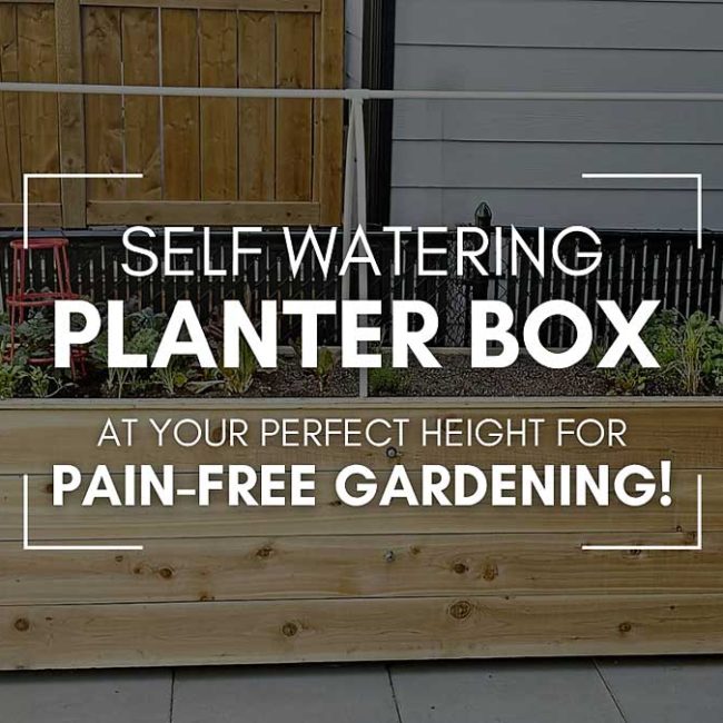 Looking to grow healthy veggies, herbs, or flowers without constant watering or bending over? This DIY self-watering raised planter is the perfect solution! #DIYGarden #SelfWateringPlanter #RaisedBedGarden #GardeningTips #BackyardDIY #raisedbedgardening