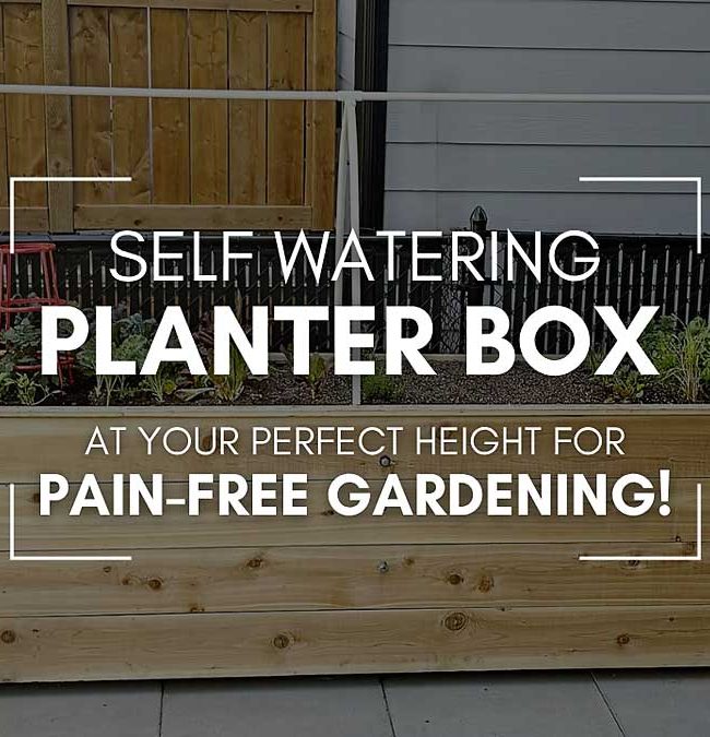 Looking to grow healthy veggies, herbs, or flowers without constant watering or bending over? This DIY self-watering raised planter is the perfect solution! #DIYGarden #SelfWateringPlanter #RaisedBedGarden #GardeningTips #BackyardDIY #raisedbedgardening